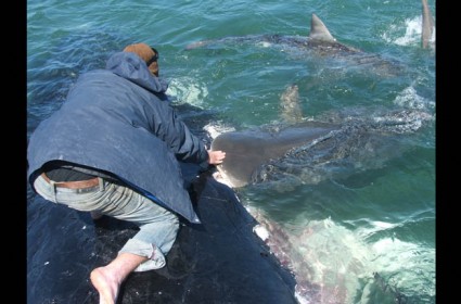 283218-swimming-with-sharks