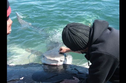 283260-swimming-with-sharks