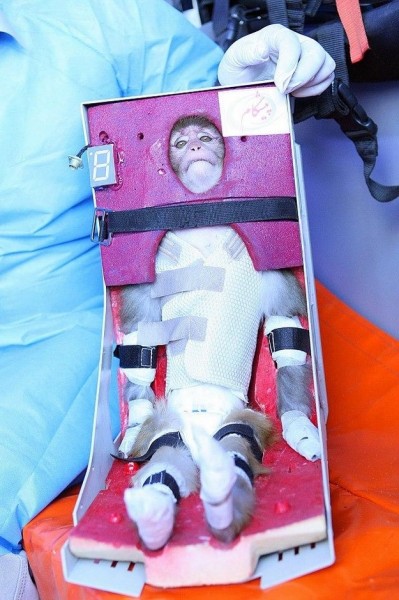 ironmonkeyspace9386105-2