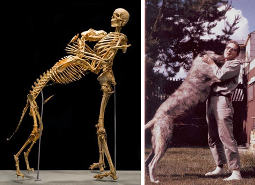 Capturedogandmandafdas