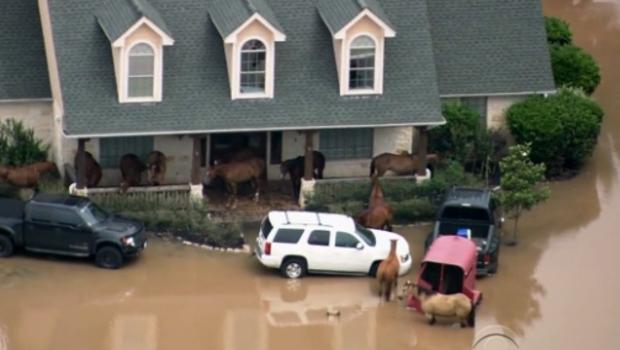 floodhosuehorses